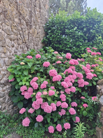 hortensia cévenol